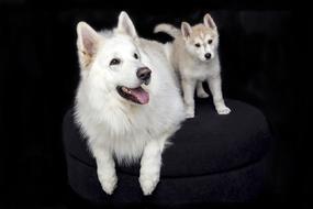 Cute Sweet Pet white