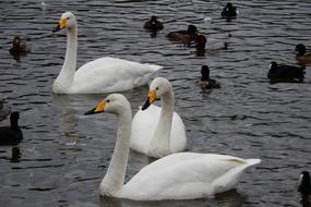 Wild Animal Swan Waterfowl