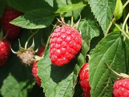 Raspberries Fruit Fruits