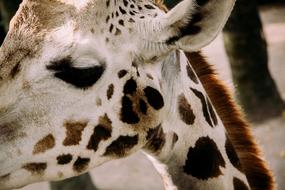 white Giraffe Eye close up