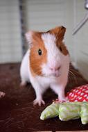 incredibly charming Guinea Pig