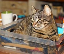 Cute, colorful and beautiful cat in the container, in the kitchen