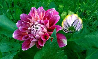 beautiful fluffy flowers in the garden