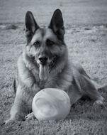 German Shepherd, dog with toy on lawn
