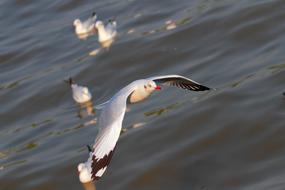 Seagull Birds Flight water