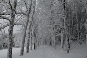 Winter Snow