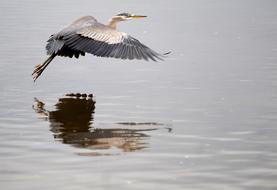 great blue heron flies over the surface of the lake