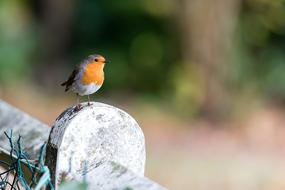 Close-up of the cute, colorful and beautiful robin bird, near the colorful plants