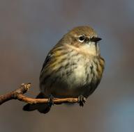 Yellow-Rumped Warbler Bird Small on a blurred background