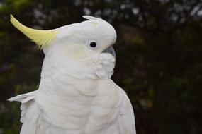 white cockatoo in the australian wildlife