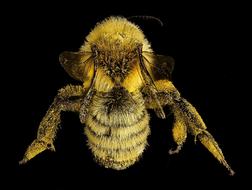 mountain bee close up on black background