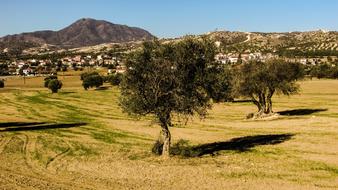 olive trees on the farm