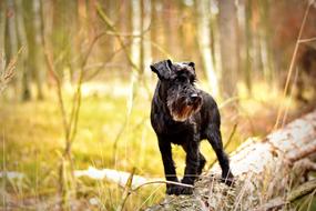 Miniature Schnauzer Dog forest
