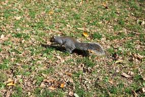 Squirrel Animal Park green