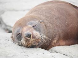 sleeping red seal