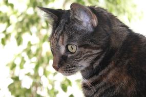 Cat Domestic Head green background