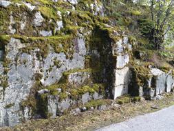 Rocks Moss Texture green