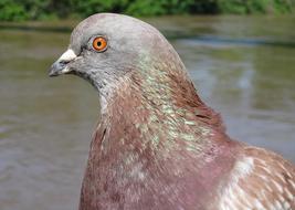 charmingly cute Dove face