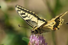 Butterfly Wing Summer