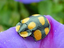 Orange black Beetle on a blurred background