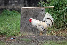 Colorful and beautiful chicken, near the stone, among the green grass, on the farm