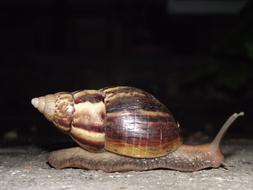 Snail Hoi Thailand Hoiklang