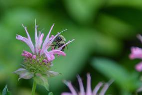 Bumblebee and pink flowers