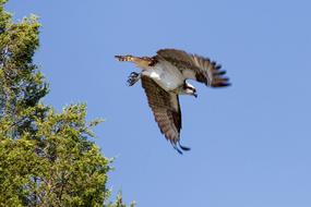 Bird Osprey Flying sky