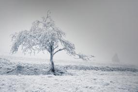 Solitaire Tree Winter