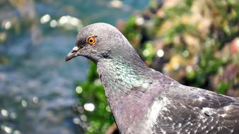 Yalova Pigeon Bird