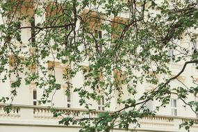 green tree branches on the background of a white building facade