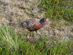 Pheasant Bird Plumage on green grass