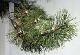 Pine Tree Branch