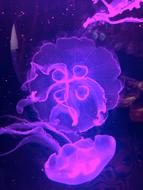 Beautiful, bright, purple and pink jellyfishes underwater
