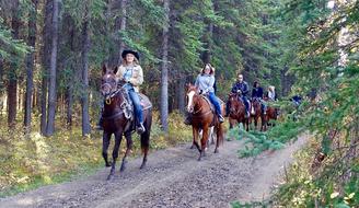 Riding Horses Horse