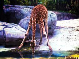 giraffe at a watering hole in the shade