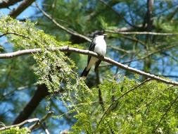 Eastern Kingbird Wildlife Perching