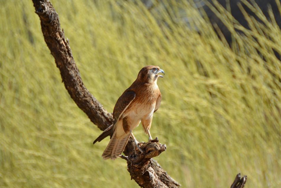 Brown Falcon Bird