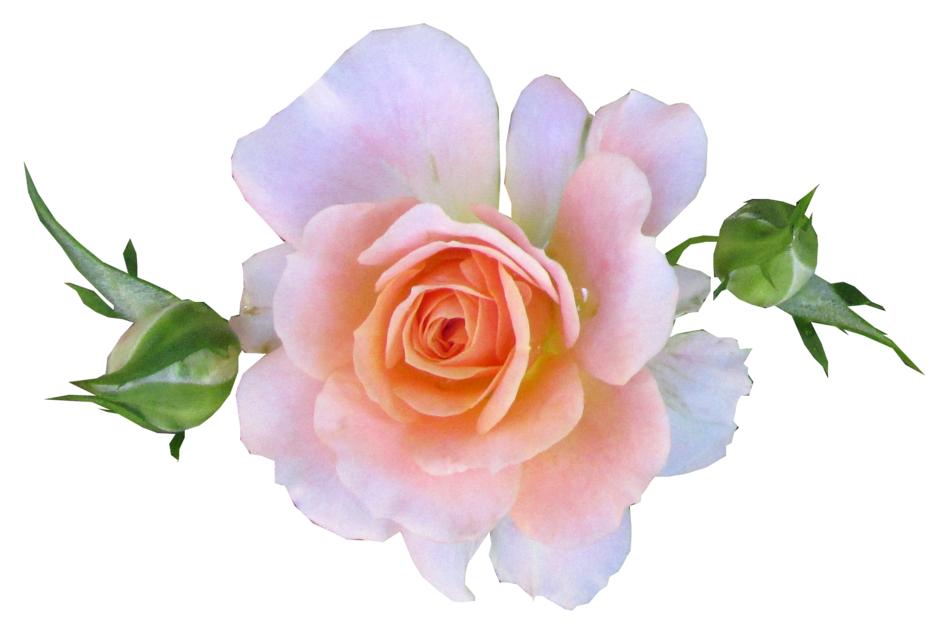 pink mini rose