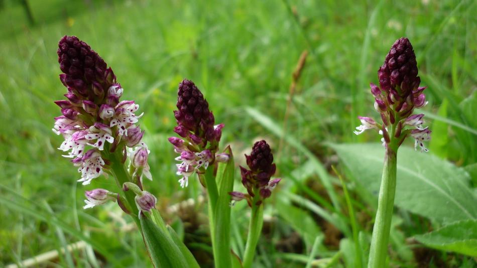 Orchis Ustulata Brand Boys Herb