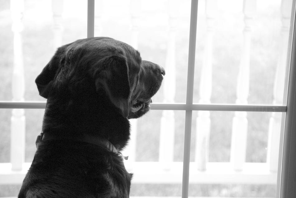 Labrador Retriever Window