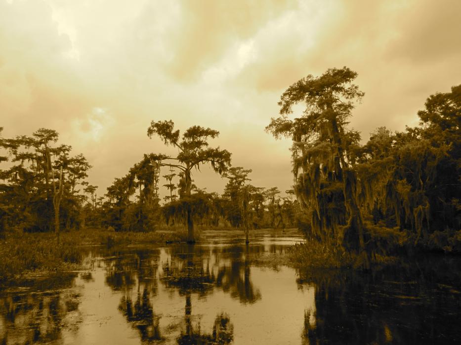 Swamp Bayou New Orleans