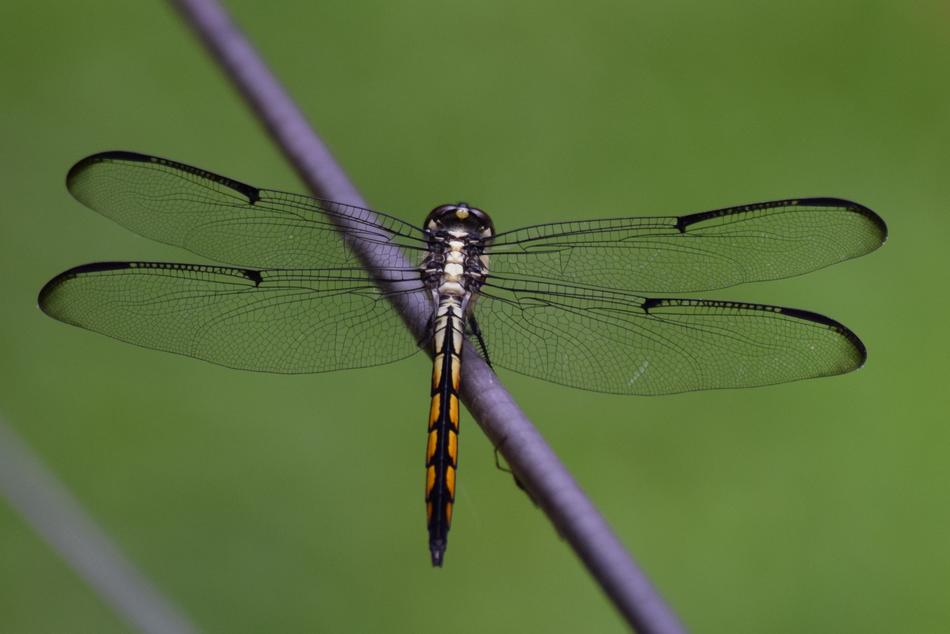 dragonfly on a plant on a green background