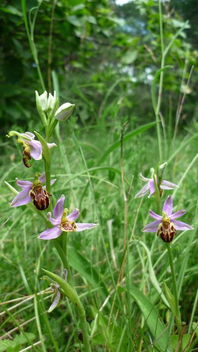 Bee Orchid Next Variety