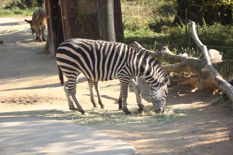 Zebra Everland
