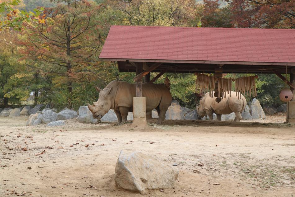 White Rhinoceros Everland