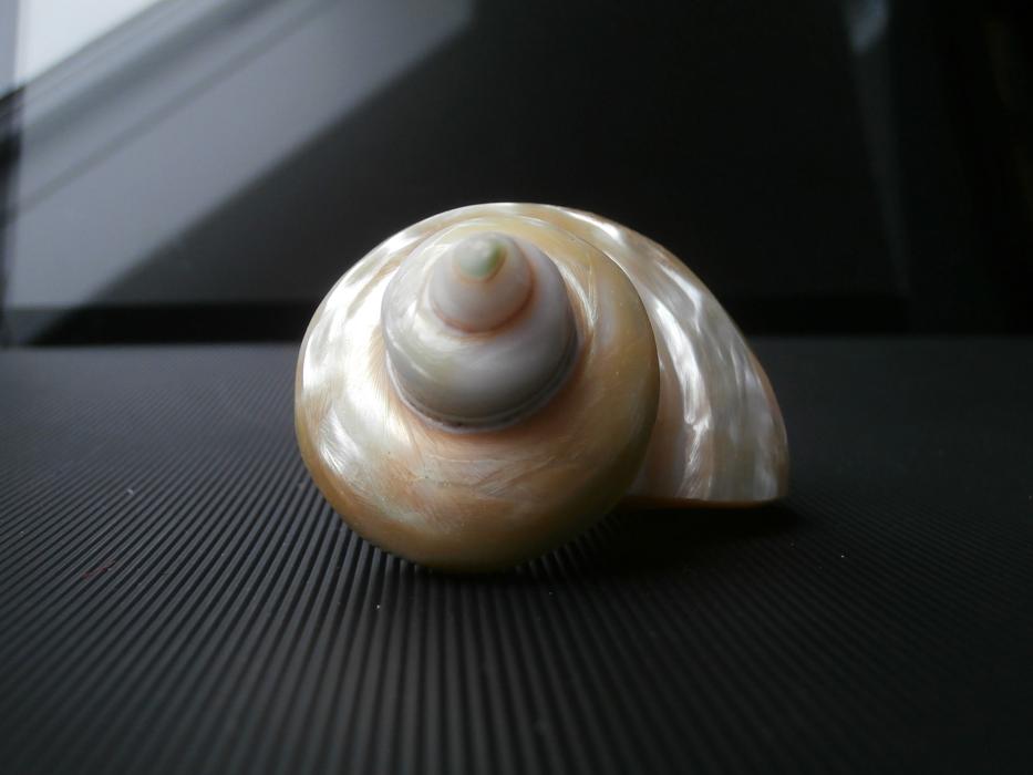 decorative seashell souvenir