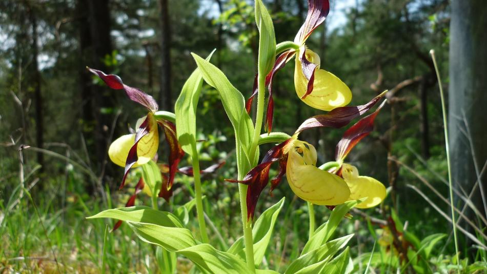 Frauenschuh German Orchid