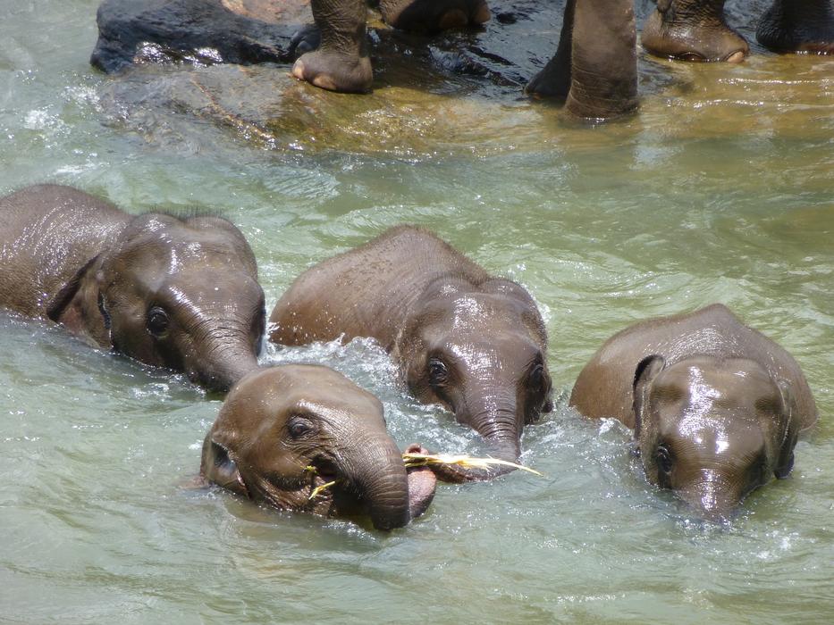 Elephant Young Elephants Sri