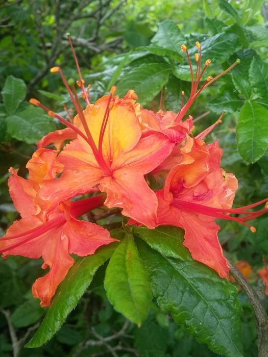 Azaleas Flowers Blooming Roan